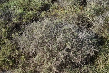 Traganum moquinii ekim ayında vahşi doğada yetişiyor. Traganum, Amaranthaceae familyasından bir bitki cinsidir. Costa Calma, Fuerteventura, Las Palmas, Kanarya Adaları, İspanya.