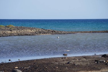 Calonectris diomedea kuşu Ekim ayında Matas Körfezi 'nde Atlantik Okyanusu' nun suyunda yüzer. Scopoli 'nin yelkovan kuşu Calonectris diomedea, maringiller (Procellaridae) familyasından bir deniz kuşudur. Costa Calma, Fuerteventura, Las Palmas, Kanarya Adaları, İspanya.