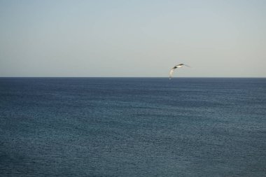 Larus michahellis kuşu sonbaharda Matas Körfezi 'ndeki Atlantik Okyanusu kıyısında gökyüzünde uçar. Sarı bacaklı martı, Larus michahellis, büyük bir martıdır. Costa Calma, Fuerteventura, Las Palmas, Kanarya Adaları, İspanya.
