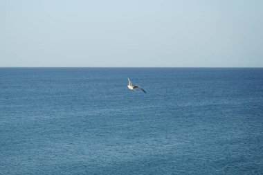 Larus michahellis kuşu sonbaharda Matas Körfezi 'ndeki Atlantik Okyanusu kıyısında gökyüzünde uçar. Sarı bacaklı martı, Larus michahellis, büyük bir martıdır. Costa Calma, Fuerteventura, Las Palmas, Kanarya Adaları, İspanya.