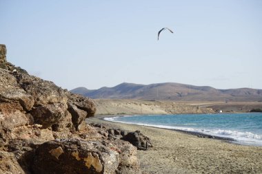 Larus michahellis kuşu sonbaharda Matas Körfezi 'ndeki Atlantik Okyanusu kıyısında gökyüzünde uçar. Sarı bacaklı martı, Larus michahellis, büyük bir martıdır. Costa Calma, Fuerteventura, Las Palmas, Kanarya Adaları, İspanya.