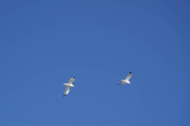 Larus michahellis kuşları Kasım ayında Matas Körfezi 'ndeki Atlantik Okyanusu kıyısında gökyüzünde uçarlar. Sarı bacaklı martı, Larus michahellis, büyük bir martıdır. Costa Calma, Fuerteventura, Las Palmas, Kanarya Adaları, İspanya. 