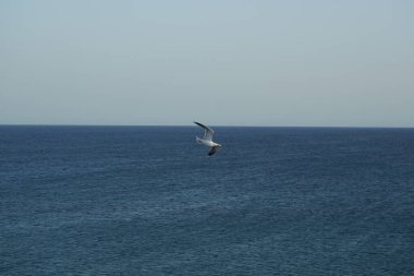 Larus michahellis kuşu sonbaharda Matas Körfezi 'ndeki Atlantik Okyanusu kıyısında gökyüzünde uçar. Sarı bacaklı martı, Larus michahellis, büyük bir martıdır. Costa Calma, Fuerteventura, Las Palmas, Kanarya Adaları, İspanya.