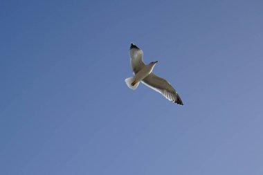Larus michahellis kuşu sonbaharda Matas Körfezi 'ndeki Atlantik Okyanusu kıyısında gökyüzünde uçar. Sarı bacaklı martı, Larus michahellis, büyük bir martıdır. Costa Calma, Fuerteventura, Las Palmas, Kanarya Adaları, İspanya.