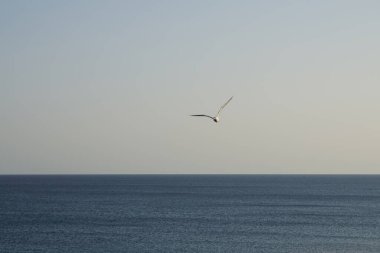 Larus michahellis kuşu sonbaharda Matas Körfezi 'ndeki Atlantik Okyanusu kıyısında gökyüzünde uçar. Sarı bacaklı martı, Larus michahellis, büyük bir martıdır. Costa Calma, Fuerteventura, Las Palmas, Kanarya Adaları, İspanya.