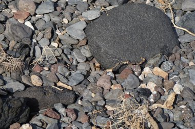 Vanessa Cardui kelebeği ekim ayında taşların üzerinde oturur. Vanessa Cardui, Cynthia Cardui, boyalı bayan, tüm kelebek türlerinin en yaygın olanıdır. Costa Calma, Fuerteventura, Las Palmas, Kanarya Adaları, İspanya.