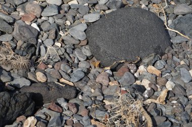 Vanessa Cardui kelebeği ekim ayında taşların üzerinde oturur. Vanessa Cardui, Cynthia Cardui, boyalı bayan, tüm kelebek türlerinin en yaygın olanıdır. Costa Calma, Fuerteventura, Las Palmas, Kanarya Adaları, İspanya.