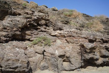 Ekim ayında Fuerteventura 'nın Atlantik kıyısında büyüyen Ambrosia artemisioides. Ambrosia artemisiifolia, Ambrosia familyasından bir kuş türü. Costa Calma, Fuerteventura, Las Palmas, Kanarya Adaları.  