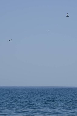 Thalasseus kumvicensis kuşları sonbaharda Matas Körfezi 'ndeki Atlantik Okyanusu kıyısında uçarlar. Thalasseus sandvicensis, Laridae familyasından bir deniz kabuğudur. Costa Calma, Fuerteventura, Las Palmas, Kanarya Adaları, İspanya.