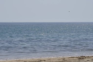Thalasseus kumvicensis kuşları sonbaharda Matas Körfezi 'ndeki Atlantik Okyanusu kıyısında uçarlar. Thalasseus sandvicensis, Laridae familyasından bir deniz kabuğudur. Costa Calma, Fuerteventura, Las Palmas, Kanarya Adaları, İspanya.