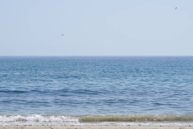 Thalasseus kumvicensis kuşları sonbaharda Matas Körfezi 'ndeki Atlantik Okyanusu kıyısında uçarlar. Thalasseus sandvicensis, Laridae familyasından bir deniz kabuğudur. Costa Calma, Fuerteventura, Las Palmas, Kanarya Adaları, İspanya.