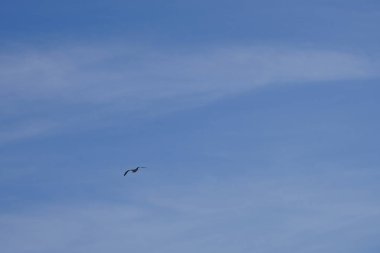 Larus michahellis kuşu sonbaharda Matas Körfezi 'ndeki Atlantik Okyanusu' nun üzerinde uçar. Sarı bacaklı martı, Larus michahellis, büyük bir martıdır. Costa Calma, Fuerteventura, Las Palmas, Kanarya Adaları, İspanya. 