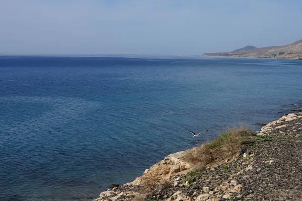 Larus michahellis kuşu sonbaharda Matas Körfezi 'ndeki Atlantik Okyanusu' nun üzerinde uçar. Sarı bacaklı martı, Larus michahellis, büyük bir martıdır. Costa Calma, Fuerteventura, Las Palmas, Kanarya Adaları, İspanya. 