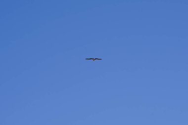 Sonbaharda Matas Körfezi 'ndeki Atlantik Okyanusu kıyısında uçan Larus michahellis yavru kuşu. Sarı bacaklı martı, Larus michahellis, büyük bir martıdır. Costa Calma, Fuerteventura, Las Palmas, Kanarya Adaları.                                