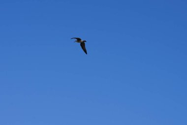 Sonbaharda Matas Körfezi 'ndeki Atlantik Okyanusu kıyısında uçan Larus michahellis yavru kuşu. Sarı bacaklı martı, Larus michahellis, büyük bir martıdır. Costa Calma, Fuerteventura, Las Palmas, Kanarya Adaları.                                