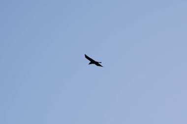 Corvus corax canariensis kuşu Kasım ayında Matas Körfezi 'ndeki Atlantik Okyanusu kıyısında uçar. Sıradan bir kuzgun olan Corvus Corax, iri yarı, siyah bir kuşdur. Costa Calma, Fuerteventura, Las Palmas, Kanarya Adaları, İspanya.