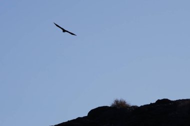 Corvus corax canariensis kuşu Kasım ayında Matas Körfezi 'ndeki Atlantik Okyanusu kıyısında uçar. Sıradan bir kuzgun olan Corvus Corax, iri yarı, siyah bir kuşdur. Costa Calma, Fuerteventura, Las Palmas, Kanarya Adaları, İspanya.