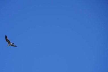 Sonbaharda Matas Körfezi 'ndeki Atlantik Okyanusu kıyısında uçan Larus michahellis yavru kuşu. Sarı bacaklı martı, Larus michahellis, büyük bir martıdır. Costa Calma, Fuerteventura, Las Palmas, Kanarya Adaları.                                