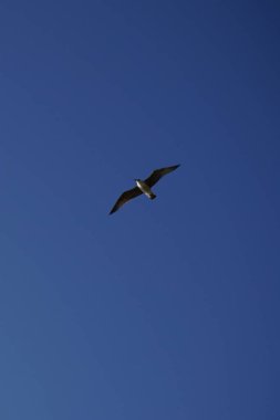 Sonbaharda Matas Körfezi 'ndeki Atlantik Okyanusu kıyısında uçan Larus michahellis yavru kuşu. Sarı bacaklı martı, Larus michahellis, büyük bir martıdır. Costa Calma, Fuerteventura, Las Palmas, Kanarya Adaları.                                