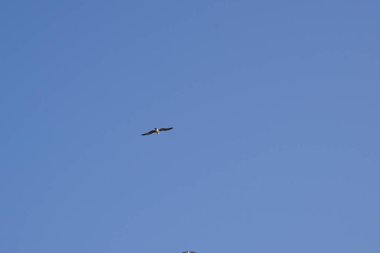 Sonbaharda Matas Körfezi 'ndeki Atlantik Okyanusu kıyısında uçan Larus michahellis yavru kuşu. Sarı bacaklı martı, Larus michahellis, büyük bir martıdır. Costa Calma, Fuerteventura, Las Palmas, Kanarya Adaları.                                
