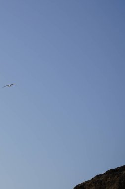 Larus michahellis kuşu sonbaharda Matas Körfezi 'ndeki Atlantik Okyanusu' nun üzerinde uçar. Sarı bacaklı martı, Larus michahellis, büyük bir martıdır. Costa Calma, Fuerteventura, Las Palmas, Kanarya Adaları, İspanya. 
