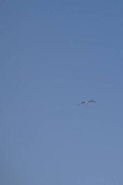 Larus michahellis kuşu sonbaharda Matas Körfezi 'ndeki Atlantik Okyanusu' nun üzerinde uçar. Sarı bacaklı martı, Larus michahellis, büyük bir martıdır. Costa Calma, Fuerteventura, Las Palmas, Kanarya Adaları, İspanya. 