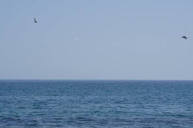 Larus michahellis kuşları sonbaharda Matas Körfezi 'ndeki Atlantik Okyanusu kıyısında gökyüzünde uçarlar. Sarı bacaklı martı, Larus michahellis, büyük bir martıdır. Costa Calma, Fuerteventura, Las Palmas, Kanarya Adaları, İspanya.