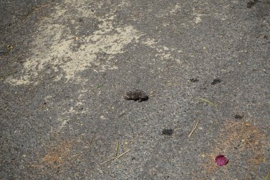 Yavru bir Kuzey Afrikalı kirpi ekim ayında gölge aramak için bir otoyolun sıcak asfaltında koşar. Kuzey Afrika kirpisi (