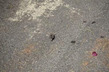 Yavru bir Kuzey Afrikalı kirpi ekim ayında gölge aramak için bir otoyolun sıcak asfaltında koşar. Kuzey Afrika kirpisi (