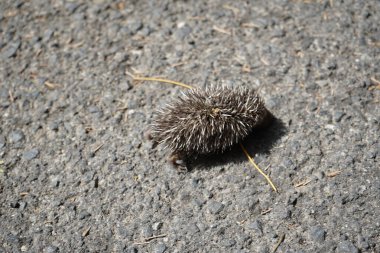 A baby North African hedgehog runs across the hot asphalt of a highway in search of shade in October. The North African hedgehog, Atelerix algirus or Algerian hedgehog, is a mammal species in the family Erinaceidae. Costa Calma, Fuerteventura.   clipart