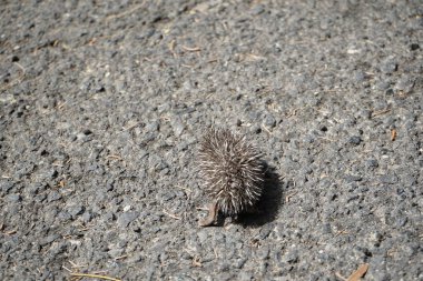 Yavru bir Kuzey Afrikalı kirpi ekim ayında gölge aramak için bir otoyolun sıcak asfaltında koşar. Kuzey Afrika kirpisi (