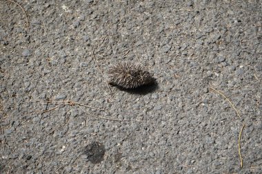 Yavru bir Kuzey Afrikalı kirpi ekim ayında gölge aramak için bir otoyolun sıcak asfaltında koşar. Kuzey Afrika kirpisi (