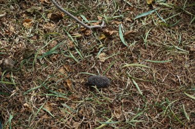 Yavru bir Kuzey Afrikalı kirpi ekim ayında sonbahar yaprakları arasında koşar. Kuzey Afrika kirpisi (