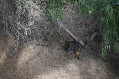 Siyah çizgili düz saçlı gri bir kedi ekim ayında bir parkta yürür. Costa Calma, Fuerteventura, Las Palmas, Kanarya Adaları, İspanya.