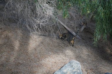 Siyah çizgili düz saçlı gri bir kedi ekim ayında bir parkta yürür. Costa Calma, Fuerteventura, Las Palmas, Kanarya Adaları, İspanya.