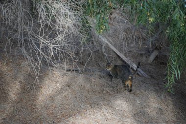 Siyah çizgili düz saçlı gri bir kedi ekim ayında bir parkta yürür. Costa Calma, Fuerteventura, Las Palmas, Kanarya Adaları, İspanya.