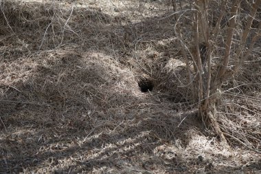 Kosta Calma, Fuerteventura, Las Palmas, Kanarya Adaları, İspanya 'nın kenar mahallelerinde bir oyuk..