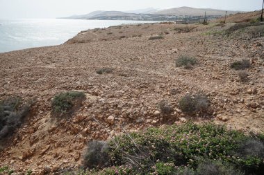 Latana Camara Ekim ayında Atlantik kıyısında çiçek açar. Lantana camara, Verbenaceae familyasından bir bitki türüdür. Costa Calma, Fuerteventura, Las Palmas, Kanarya Adaları, İspanya. 