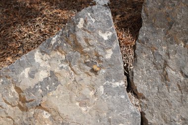 Vanessa Cardui kelebeği ekim ayında taşın üzerinde oturur. Vanessa Cardui, Cynthia Cardui, boyalı bayan, tüm kelebek türlerinin en yaygın olanıdır. Costa Calma, Fuerteventura, Las Palmas, Kanarya Adaları, İspanya.