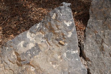 Vanessa Cardui kelebeği ekim ayında taşın üzerinde oturur. Vanessa Cardui, Cynthia Cardui, boyalı bayan, tüm kelebek türlerinin en yaygın olanıdır. Costa Calma, Fuerteventura, Las Palmas, Kanarya Adaları, İspanya.