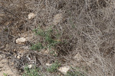 Ekim 'de dişi Sympetrum fonksiyom uçar. Kırmızı damarlı dart (