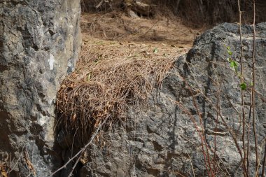Ekim ayında kertenkele Gallotia sezaryeninin yaşam alanı. Boettger kertenkelesi, Lacertidae familyasından bir duvar kertenkelesidir. Bu tür Kanarya Adaları 'na özgüdür. Costa Calma, Fuerteventura, Las Palmas, Kanarya Adaları. 