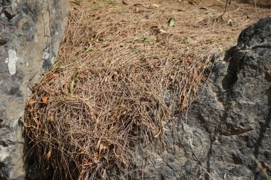 Kertenkele Gallotia sezaris ekim ayında bitkilerin arasında sürünür. Boettger kertenkelesi, Lacertidae familyasından bir duvar kertenkelesidir. Bu tür Kanarya Adaları 'na özgüdür. Costa Calma, Fuerteventura, Kanarya Adaları. 