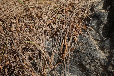 The lizard Gallotia caesaris crawls through plants in October. Boettger's lizard, Gallotia caesaris, is a species of wall lizard in the family Lacertidae. The species is endemic to the Canary Islands. Costa Calma, Fuerteventura, Canary Islands.  clipart