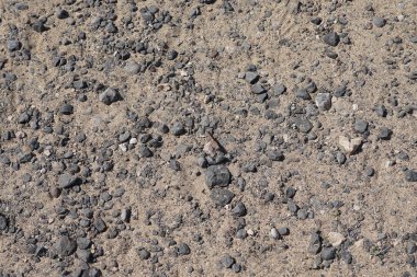 Sphingonotus rubescens ekim ayında kumlu bir zeminde oturur. Sphingonotus rubescens, bant kanatlı bir çekirge türüdür. Costa Calma, Fuerteventura, Las Palmas, Kanarya Adaları, İspanya. 