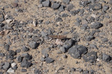 Sphingonotus rubescens ekim ayında kumlu bir zeminde oturur. Sphingonotus rubescens, bant kanatlı bir çekirge türüdür. Costa Calma, Fuerteventura, Las Palmas, Kanarya Adaları, İspanya. 