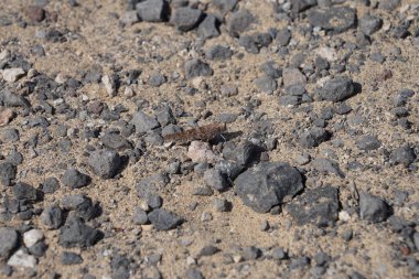 Sphingonotus rubescens ekim ayında kumlu bir zeminde oturur. Sphingonotus rubescens, bant kanatlı bir çekirge türüdür. Costa Calma, Fuerteventura, Las Palmas, Kanarya Adaları, İspanya. 