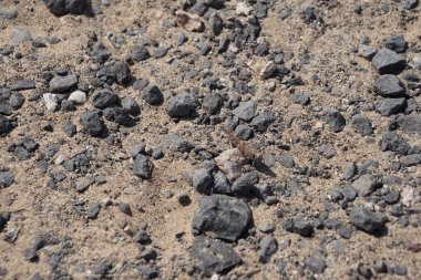 Sphingonotus rubescens ekim ayında kumlu bir zeminde oturur. Sphingonotus rubescens, bant kanatlı bir çekirge türüdür. Costa Calma, Fuerteventura, Las Palmas, Kanarya Adaları, İspanya. 