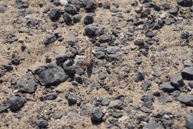 Sphingonotus rubescens ekim ayında kumlu bir zeminde oturur. Sphingonotus rubescens, bant kanatlı bir çekirge türüdür. Costa Calma, Fuerteventura, Las Palmas, Kanarya Adaları, İspanya. 