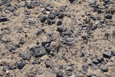 Sphingonotus rubescens ekim ayında kumlu bir zeminde oturur. Sphingonotus rubescens, bant kanatlı bir çekirge türüdür. Costa Calma, Fuerteventura, Las Palmas, Kanarya Adaları, İspanya. 